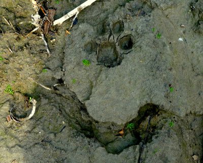 CANADA LYNX TRACK.JPG