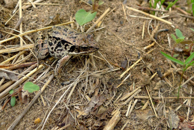 ATYPICAL PATTERN ON A WOOD FROG 1.JPG