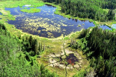 BEAVER POND WITH FORAGING CHANNELS CUT EXPOSED.JPG