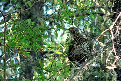 SPRUCE GROUSE HEN