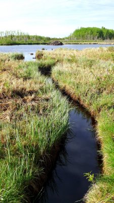 BEAVER-CUT FORAGING CANAL.JPG