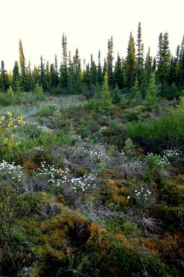 COTTON GRASS.JPG