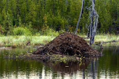 WILD CHINCHAGA