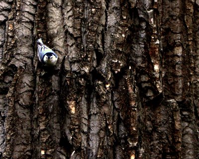 BLUE ON BARK.jpg