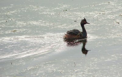 EARED GREBE  CARRYING YOUNG HIDDEN ON BACK.JPG
