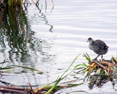 JUVENILE AMERICAN COOT.JPG