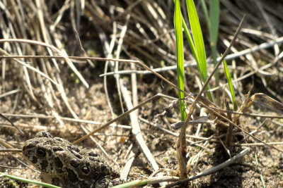CANADAIAN TOAD