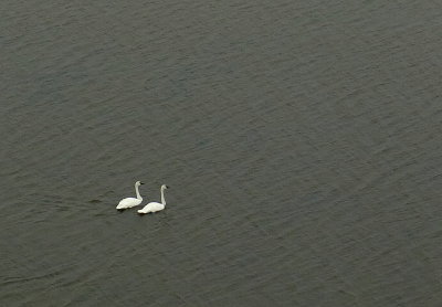 TRUMPETER SWANS.JPG