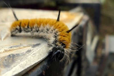 CATERPILLAR 2.JPG