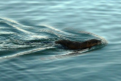 MUSKRAT-BOW WAVE.JPG