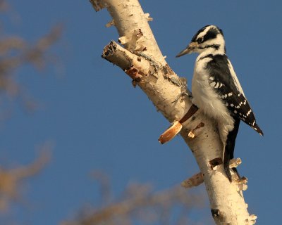 HAIRY WOODPECKER