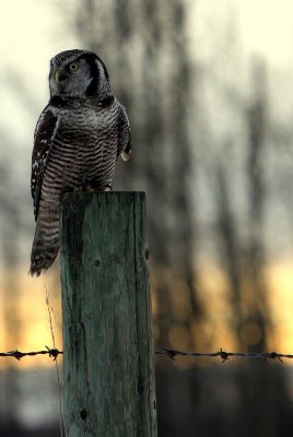 HAWK OWL 2012