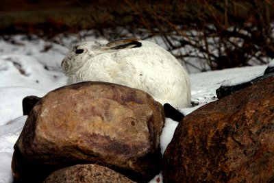 JACK ON ROCKS.JPG
