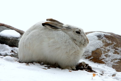 JACKRABBIT.JPG