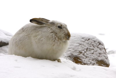 HARE 5.JPG
