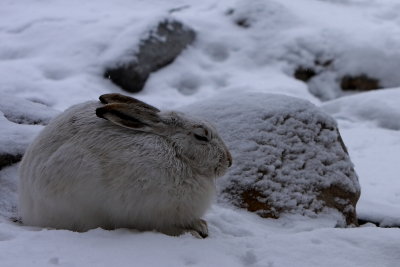 HARE DOZING MAR 5 2012.JPG