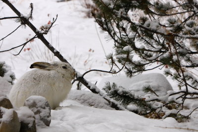 HARE.JPG