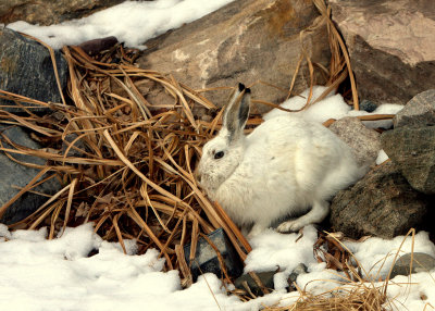 NESTLED.jpg