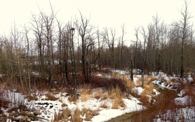 HORNED OWL NEST 2012