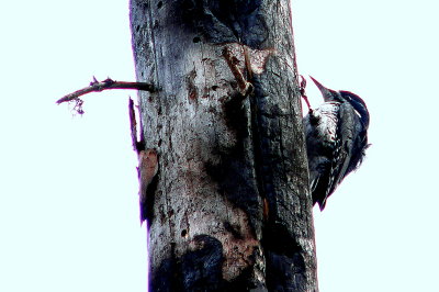 BLACK-BACKED WOODPECKERS BURNT-WOOD SPECIALISTS