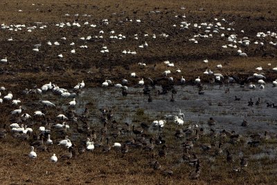 ROSS'S, GREATER WHITE-FRONTED, BLUE AND SNOW GEESE.jpg
