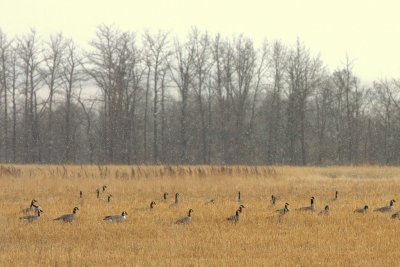 SMALL CANADA GEESE LIKELY PARVIPES.jpg