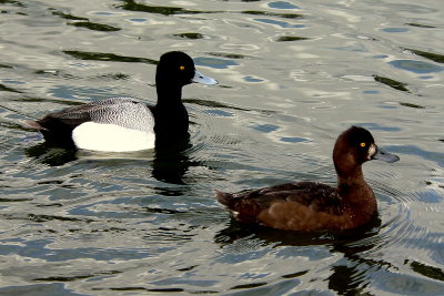 LESSER SCAUP PAIR.JPG