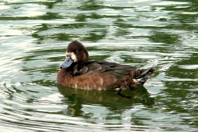 LESSER SCAUP 2012