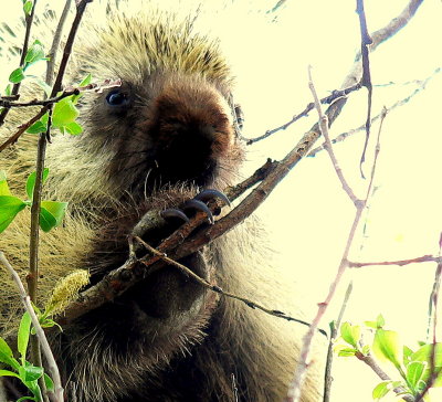 NORTH AMERICAN PORCUPINE