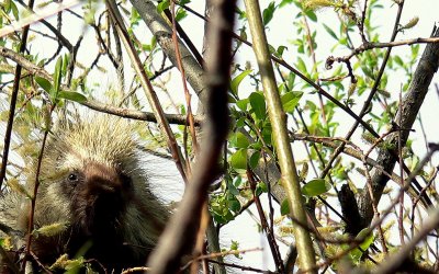 PORCUPINE 2.JPG
