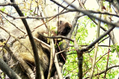 PORCUPINE 3.JPG