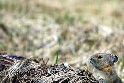 PIKAS