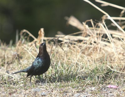 BROWN-HEADED COWBIRD