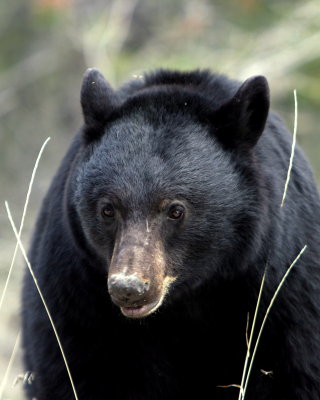 BLACK BEAR 2012