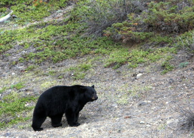 PARKWAY BEAR #1.JPG