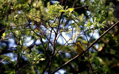 CANADA WARBLER