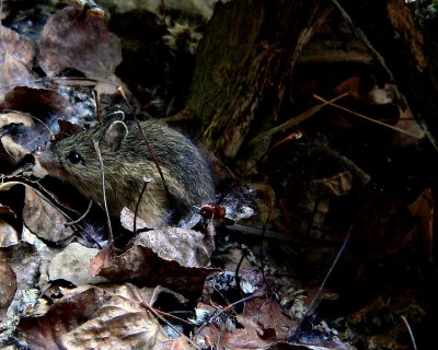 WESTERN JUMPING MOUSE