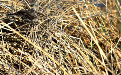 FEMALE REDWING.jpg