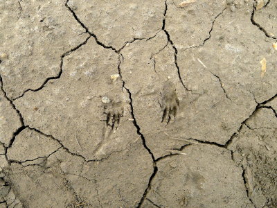 GROUND SQUIRREL TRACKS.JPG