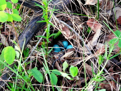 HERMIT THRUSH NEST.JPG