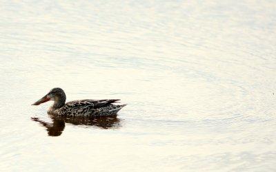 NORTHERN SHOVELLER HEN.JPG