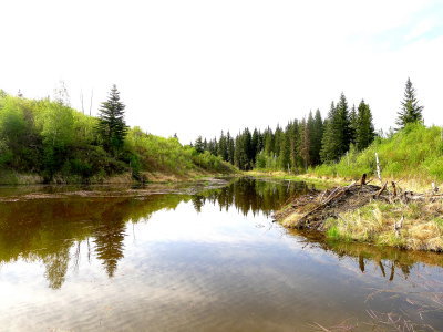 PARKLAND BEAVER LODGE AND POND.JPG