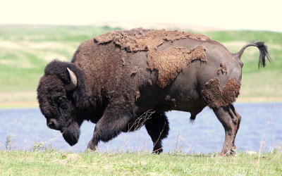 RANCH BISON BULL.JPG