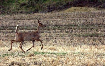 WHITETAIL.jpg