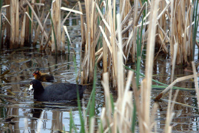 COOT WITH CHICK.jpg