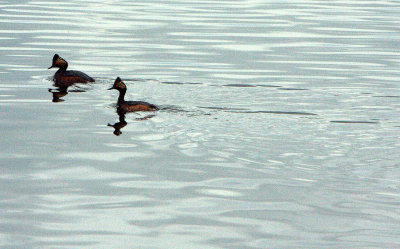 EARED GREBE-PAIR.jpg