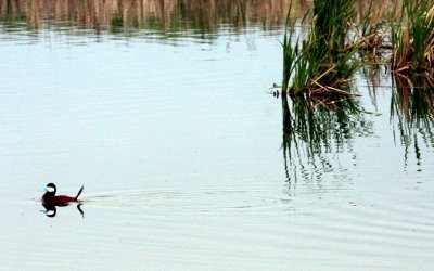 RUDDY DUCK DRAKE.JPG