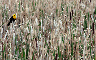 YELLOWHEADED IN THE BULRUSHES.jpg