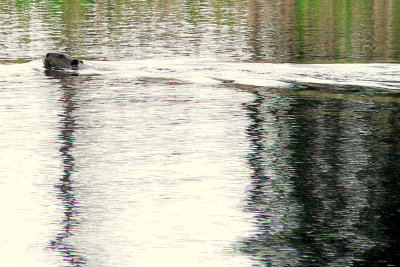 BEAVER WITH REFLECTIVE WATER.JPG