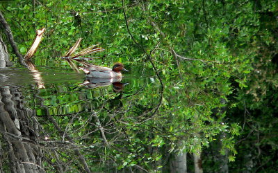 GREEN-WINGED TEAL.JPG